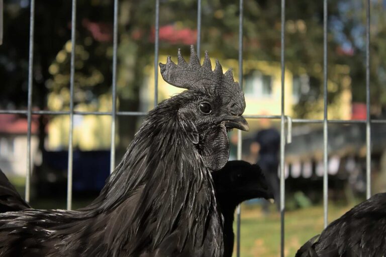 Ayam Cemani: Drůbež s černým masem, kostmi i vnitřnostmi. V Indonésii jí přisuzují magickou moc