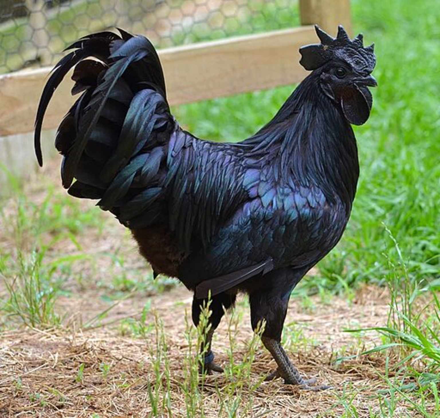 Ayam cemani, FOTO: <a href="https://commons.wikimedia.org/wiki/File:BlackChicken.jpg">Legendofgao</a>, <a href="https://creativecommons.org/licenses/by-sa/4.0">CC BY-SA 4.0</a>, via Wikimedia Commons