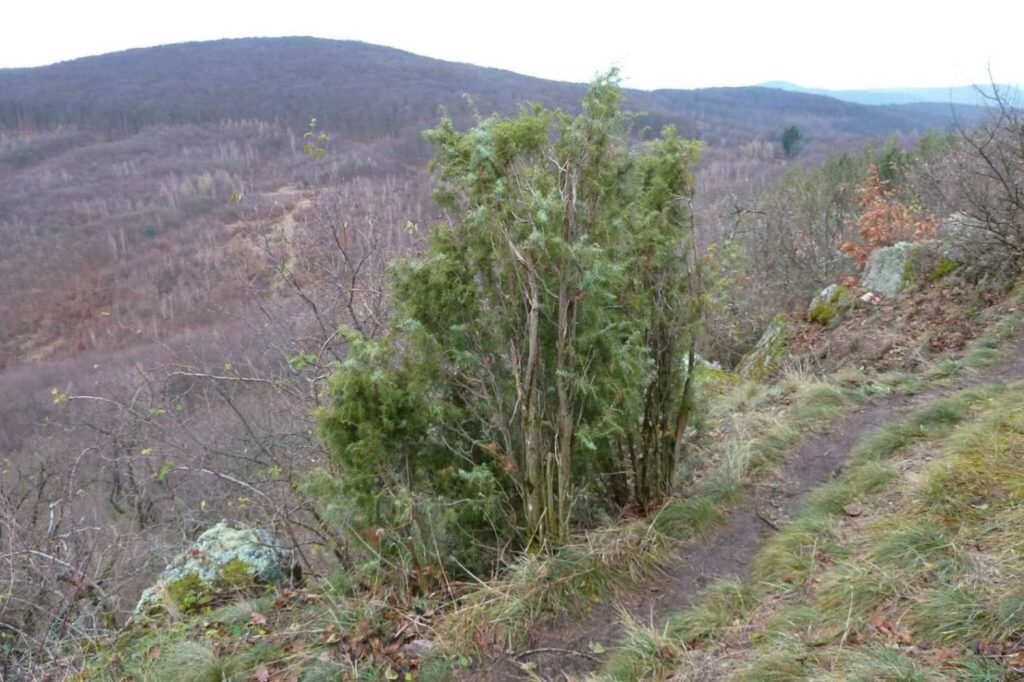 Tribeč, FOTO: <a href="https://commons.wikimedia.org/wiki/File:SK_Natura2000_SACsH%C3%B4rky_Michalov_vrch_borievka.jpg">SanoAK: Alexander Kürthy</a>, <a href="https://creativecommons.org/licenses/by-sa/4.0">CC BY-SA 4.0</a>, via Wikimedia Commons