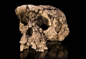 Odlitek lebky holotypu Sahelanthropus tchadensis, FOTO: Didier Descouens, CC BY-SA 4.0, via Wikimedia Commons