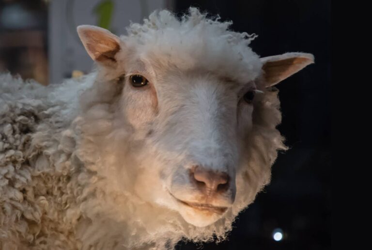Jméno dostala podle poprsí slavné zpěvačky. První klonovaná ovce musela zemřít na Valentýna