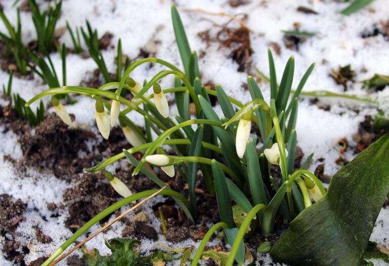 Březnové pranostiky přesně spojují jarní ranní mlhy s letními bouřkami a spolehlivě řídí celou roční úrodu
