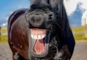 První duben je ve znamení žertů, FOTO: Pixabay.com